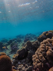 Underwater view of shallow waters with colorful corals and fish.