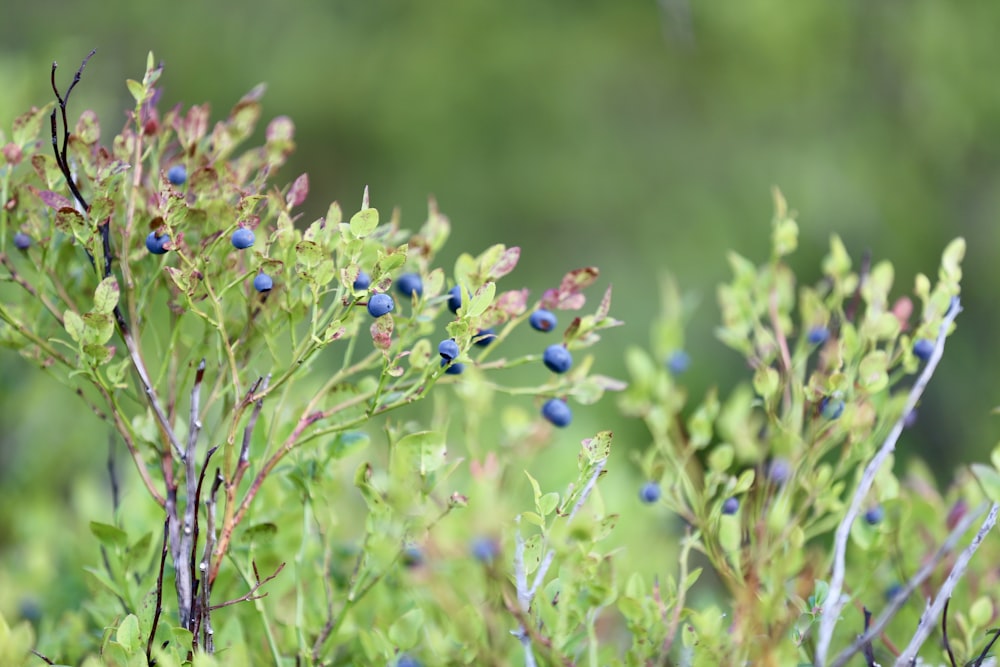 a close up of a bush with berries on it