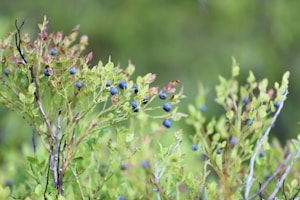 生态蓝莓