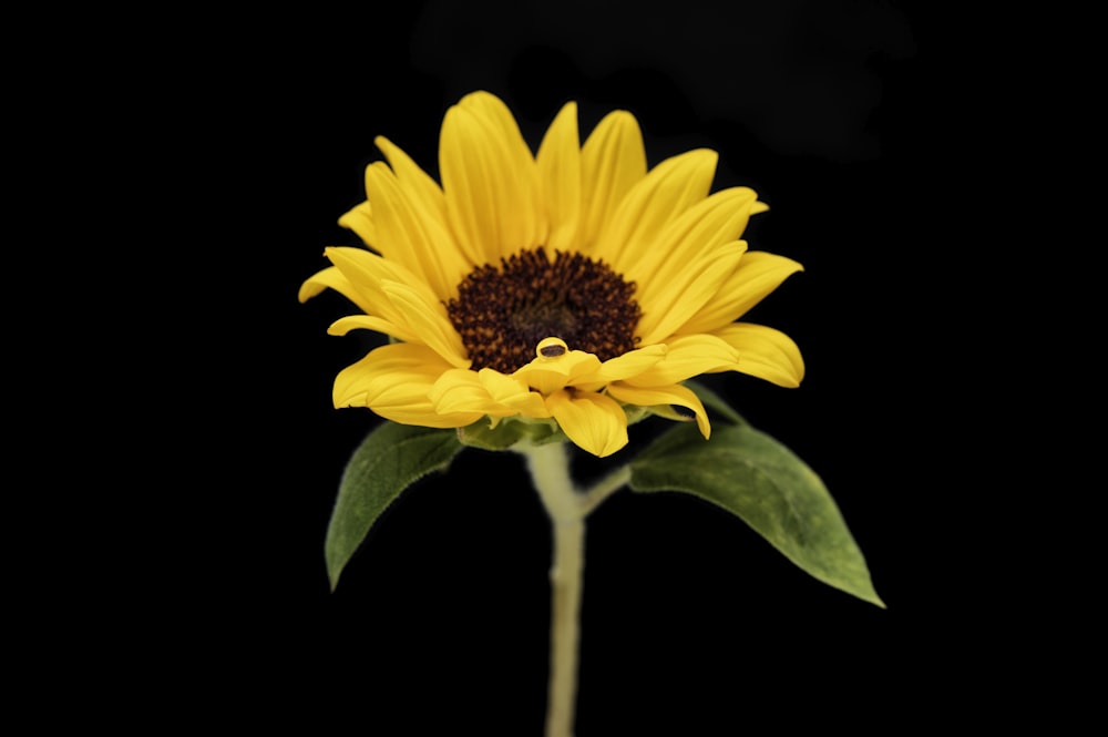 a yellow sunflower with a black background