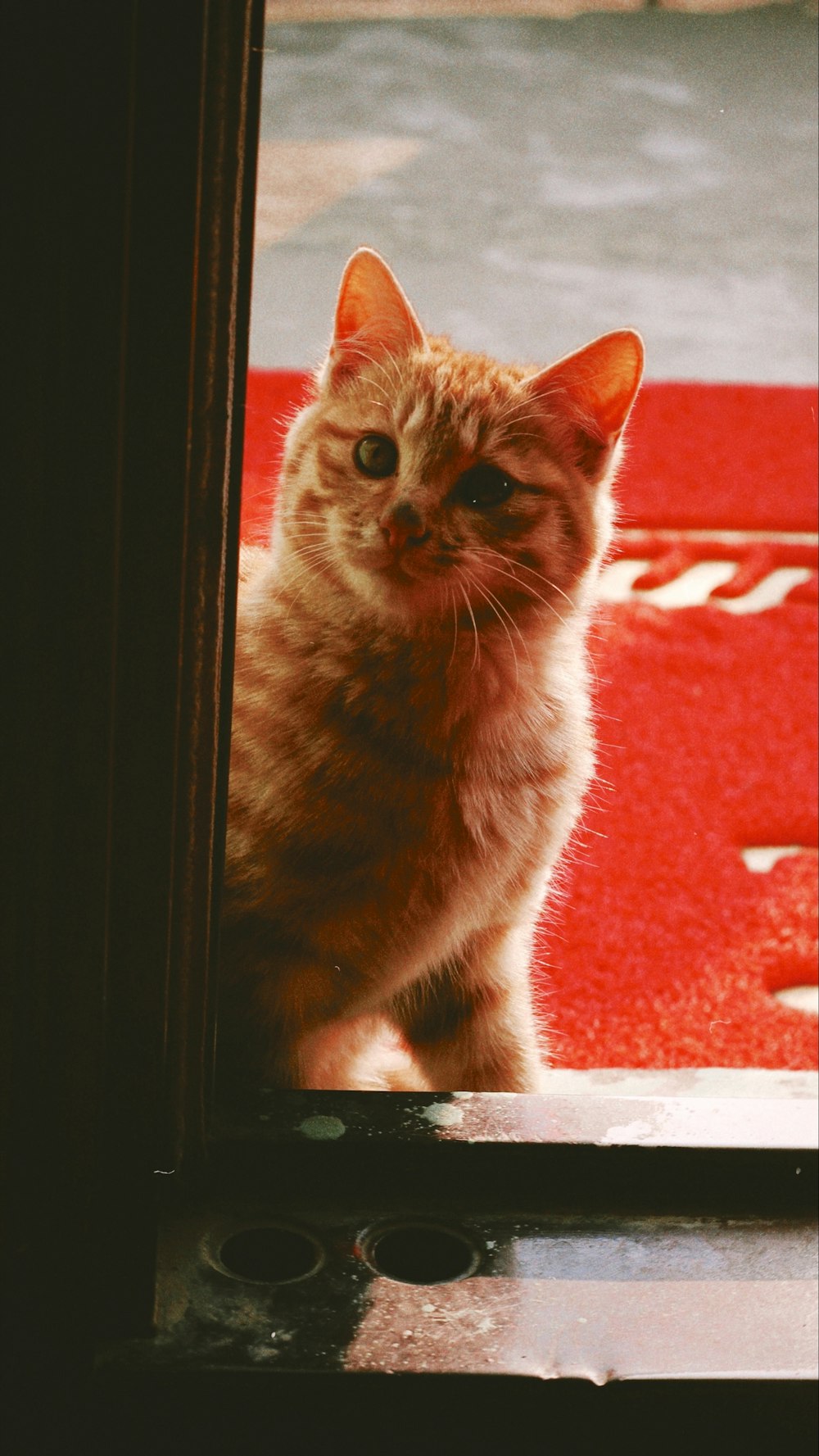 a cat sitting on a window sill looking at the camera