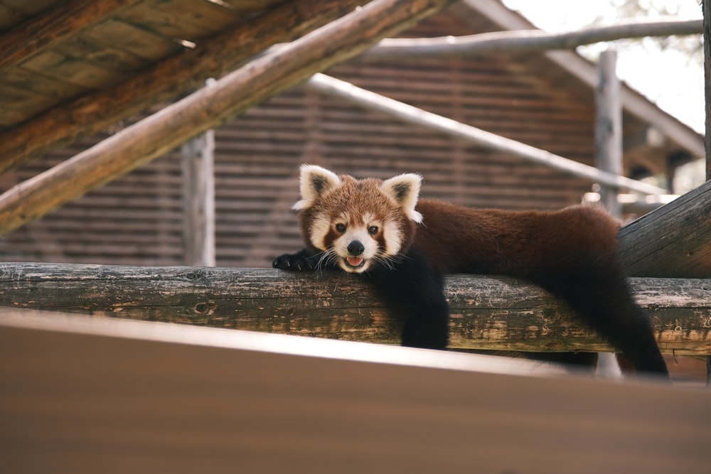 a red panda bear resting on a log