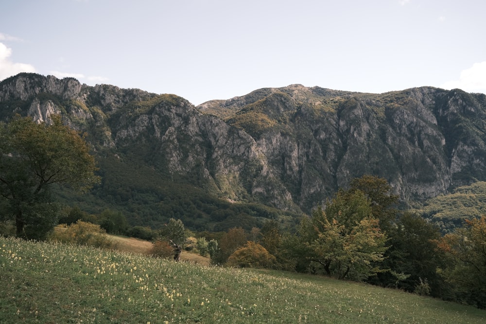 a grassy field with trees and mountains in the background