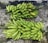 Several large clusters of green bananas are placed on a textured, patterned concrete surface. The bananas are fresh with slight imperfections visible near some tips.