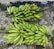 Several large clusters of green bananas are placed on a textured, patterned concrete surface. The bananas are fresh with slight imperfections visible near some tips.