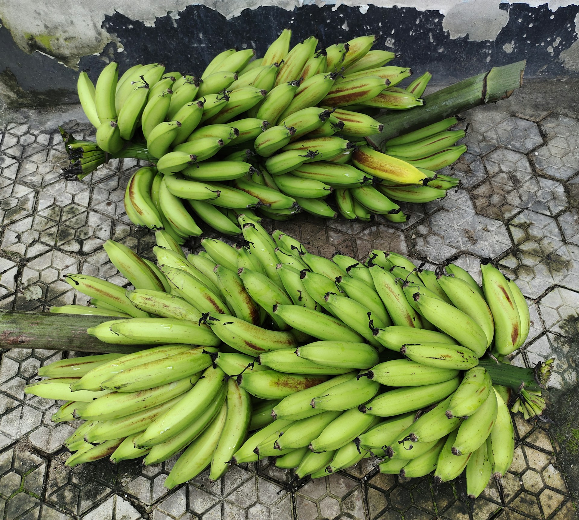 Workers carefully selecting and packing green bananas in a modern agricultural facility.