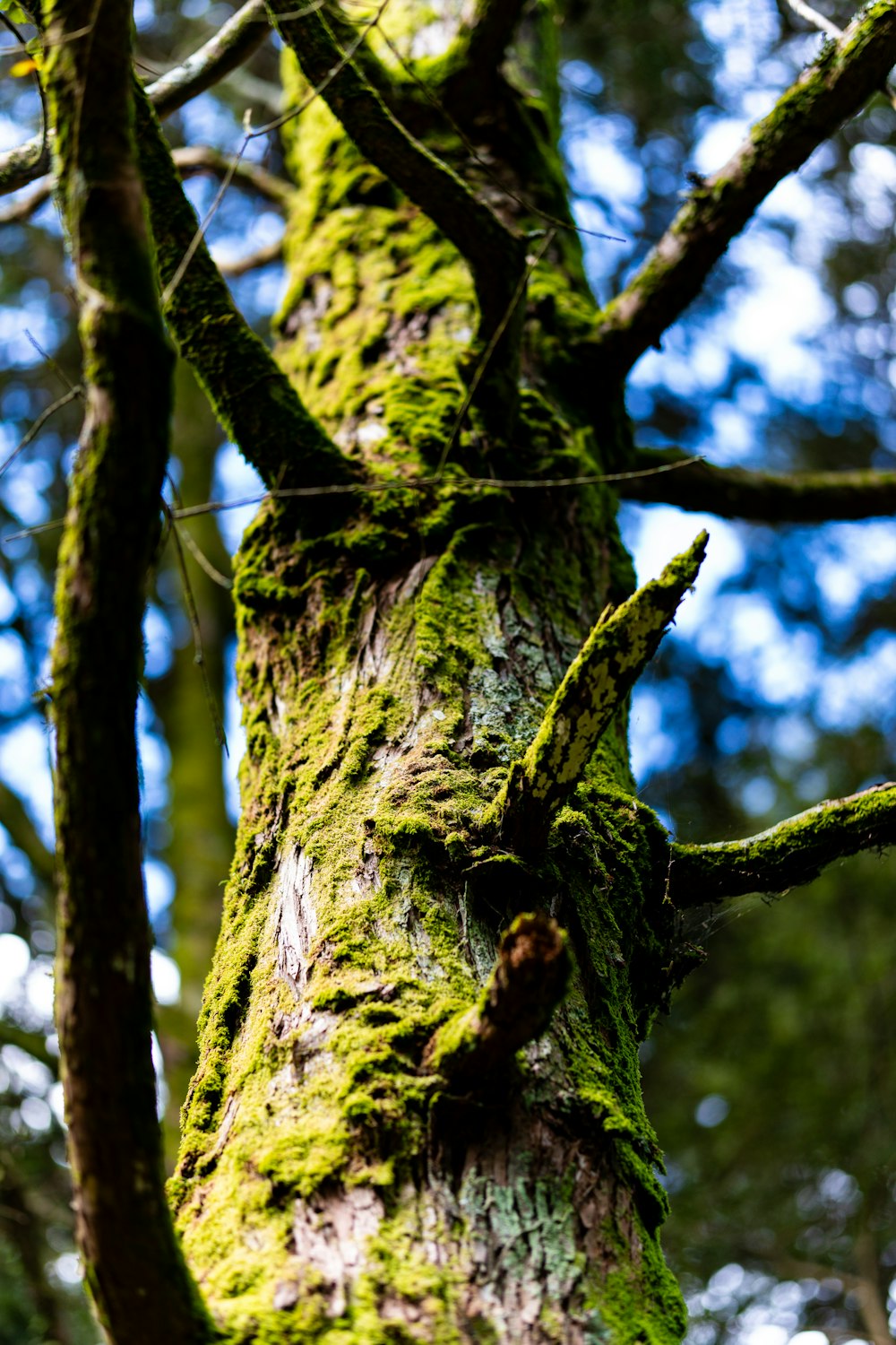 Un tronco d'albero coperto di muschio in una foresta
