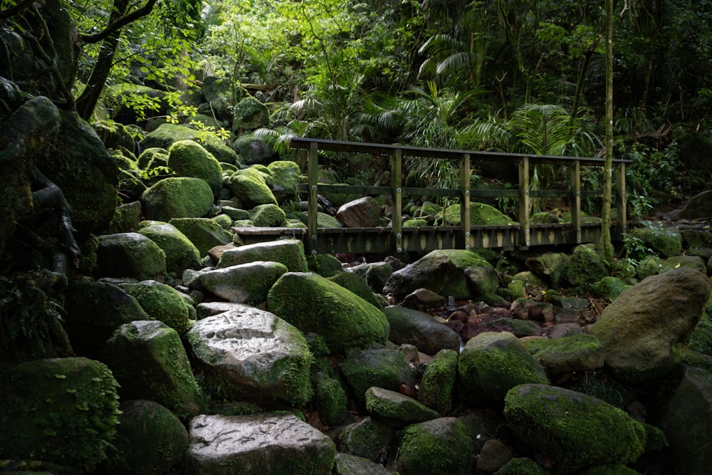 a bridge in the middle of a lush green forest