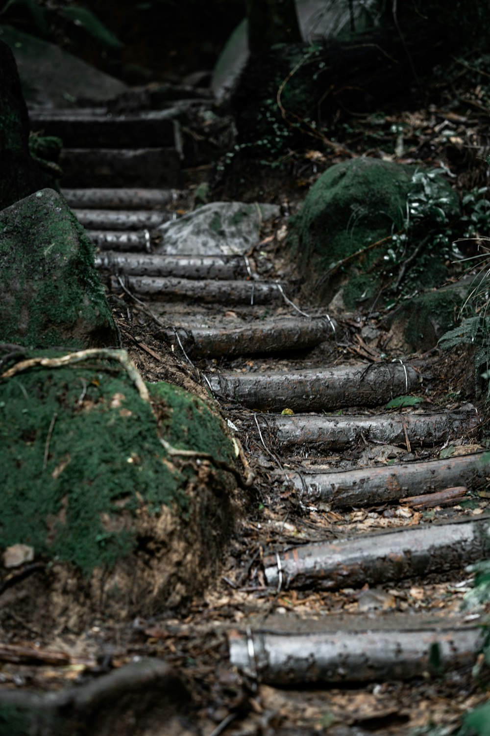 Una serie di gradini nel bosco con muschio che cresce su di loro