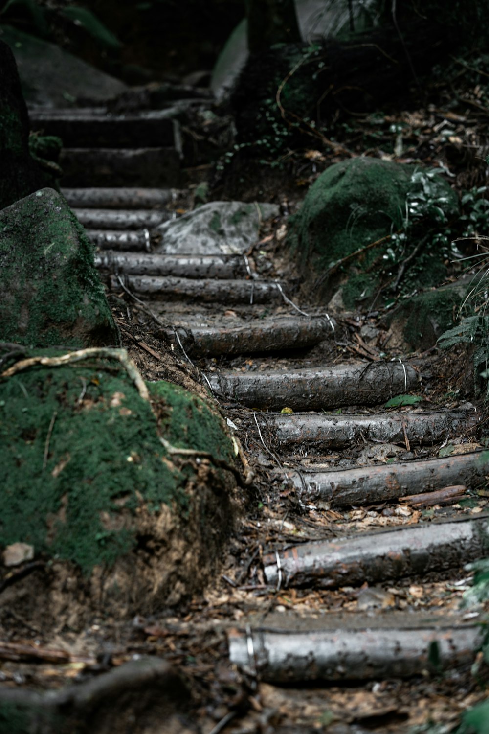 Un conjunto de escalones en el bosque con musgo creciendo en ellos