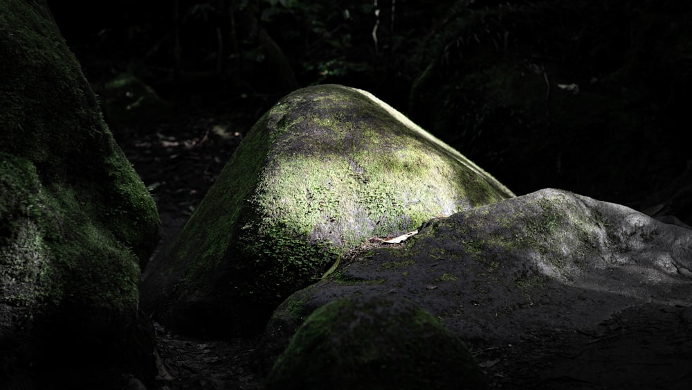 森の真ん中にある苔で覆われた岩
