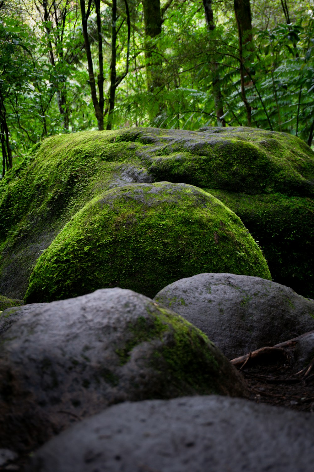 moss covered rocks in the middle of a forest