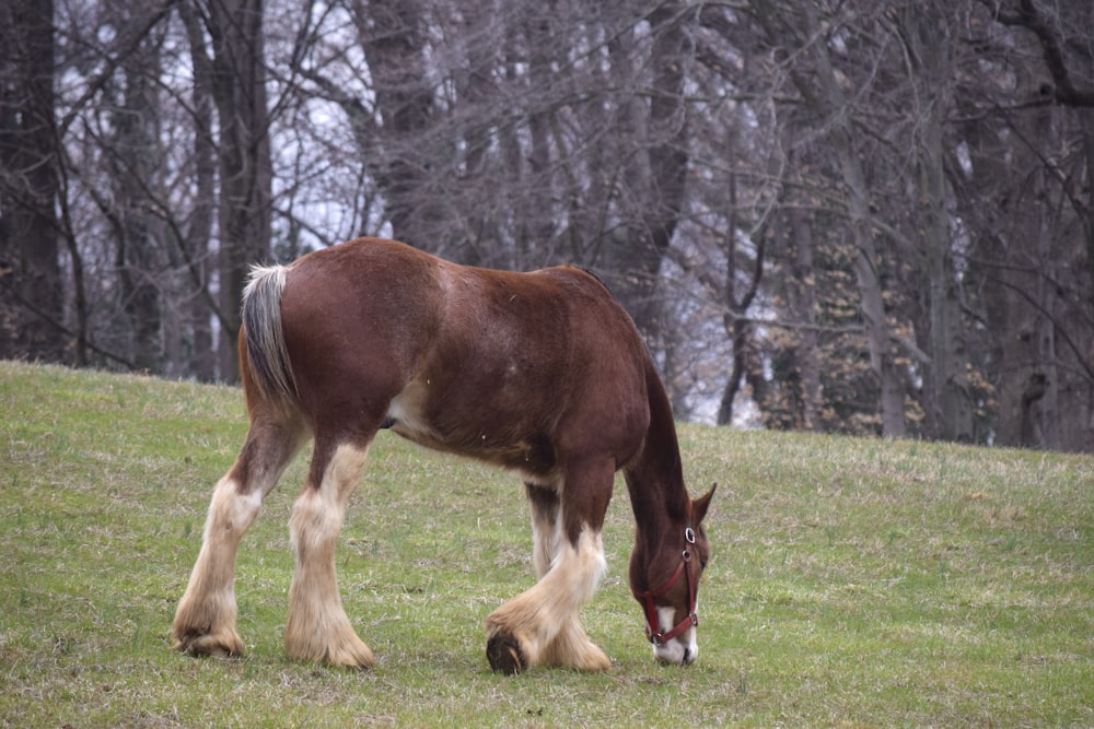 un cheval brun et blanc mangeant de l’herbe dans un champ