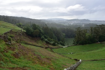 A picturesque landscape featuring rolling green hills separated by stone walls. Dense forests are visible in the background, extending towards distant mountains under a cloudy, overcast sky. The presence of scattered white objects along the walls suggests a serene, rural setting.