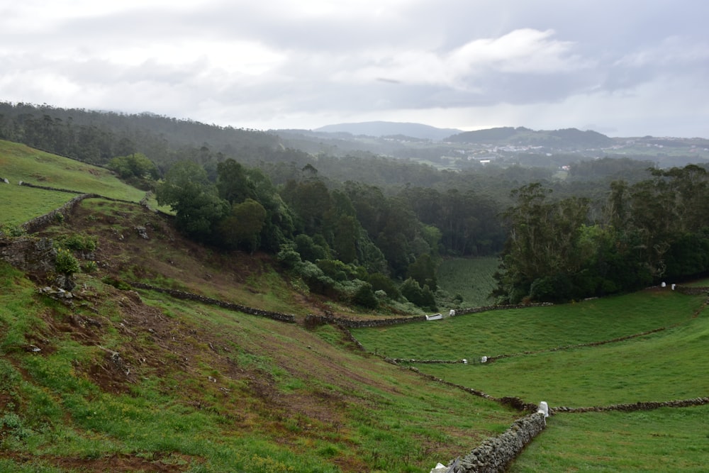 una exuberante ladera verde cubierta de exuberante hierba verde