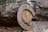 A rusty horseshoe is resting on a rough piece of wood with peeling bark. The texture of the wood and the rust on the horseshoe convey a sense of age and wear. The background is blurred, drawing focus to the horseshoe.