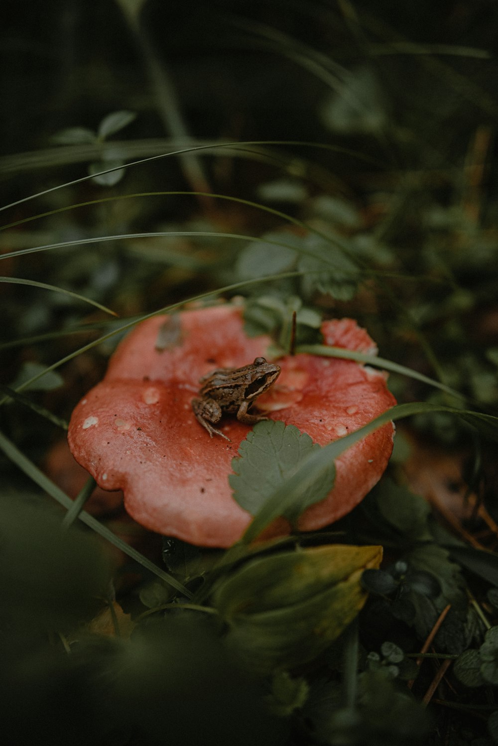 a frog sitting on top of a red mushroom