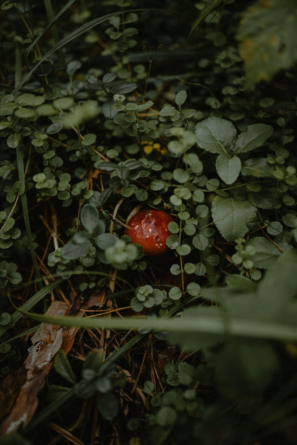 무성한 녹색 들판 위에 앉아 있는 붉은 버섯