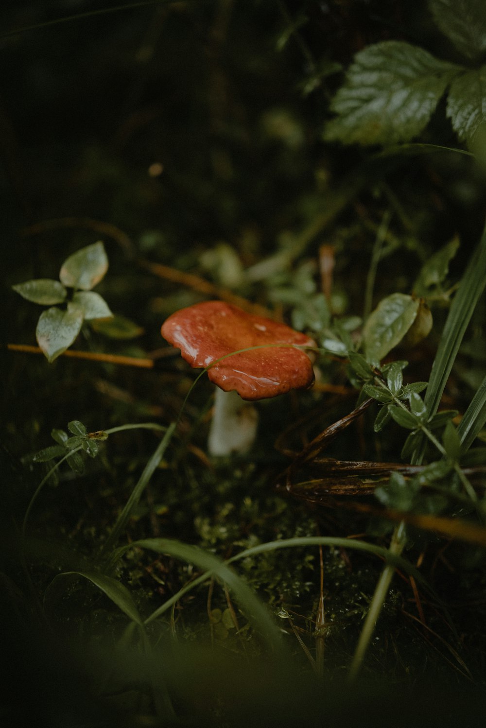 ein kleiner roter Pilz, der auf dem Boden sitzt