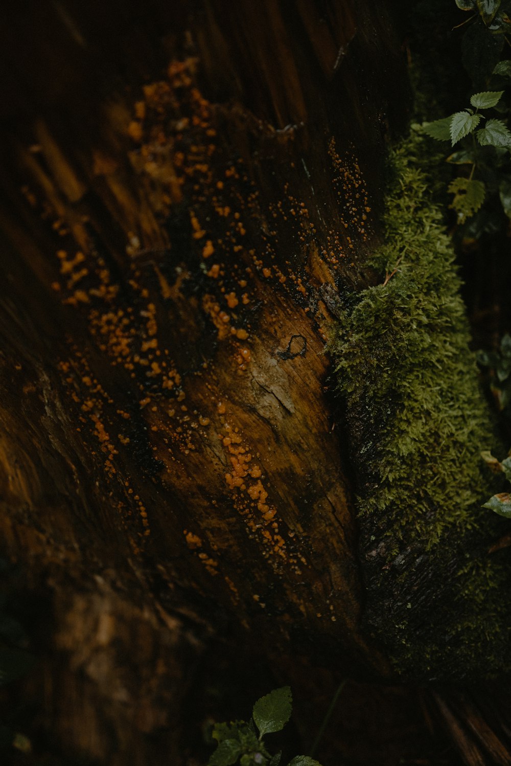 a close up of a tree trunk with moss growing on it