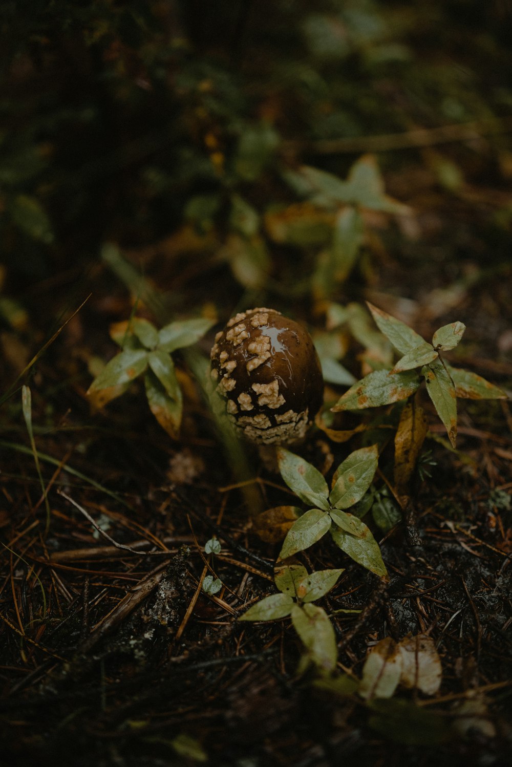 a mushroom sitting on the ground in the woods