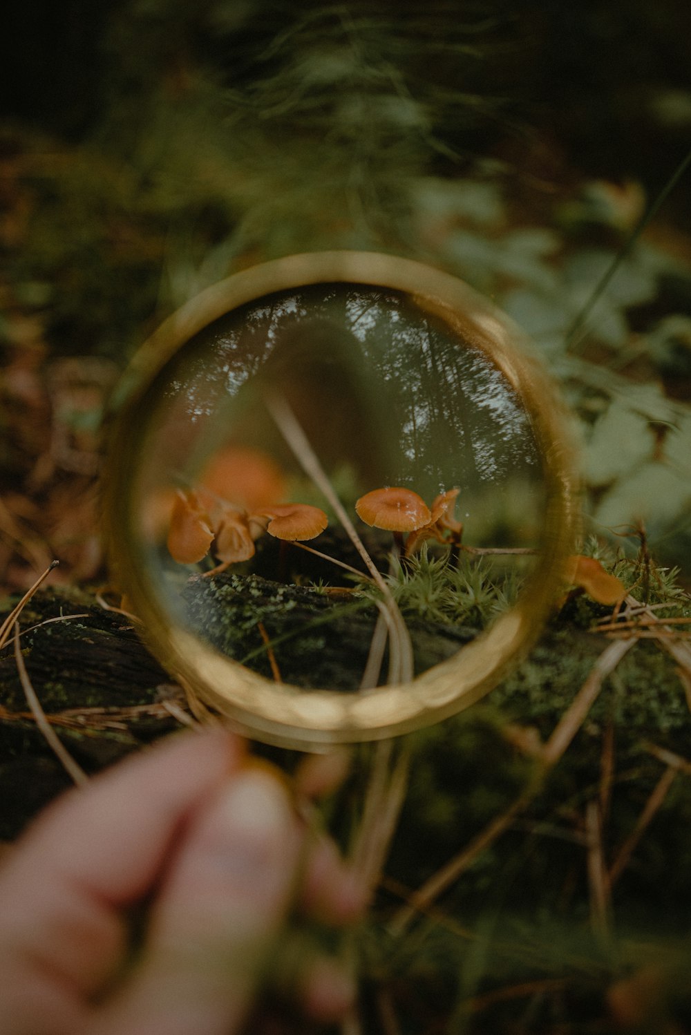 a hand holding a magnifying glass over a forest