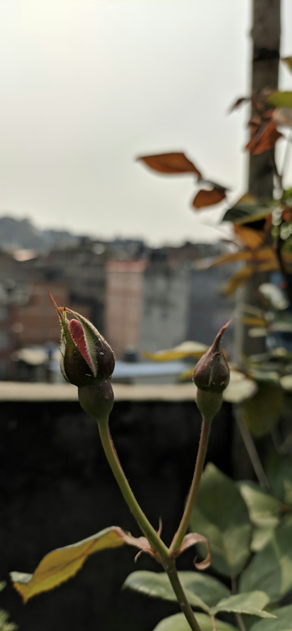 a budding plant with a view of a city in the background