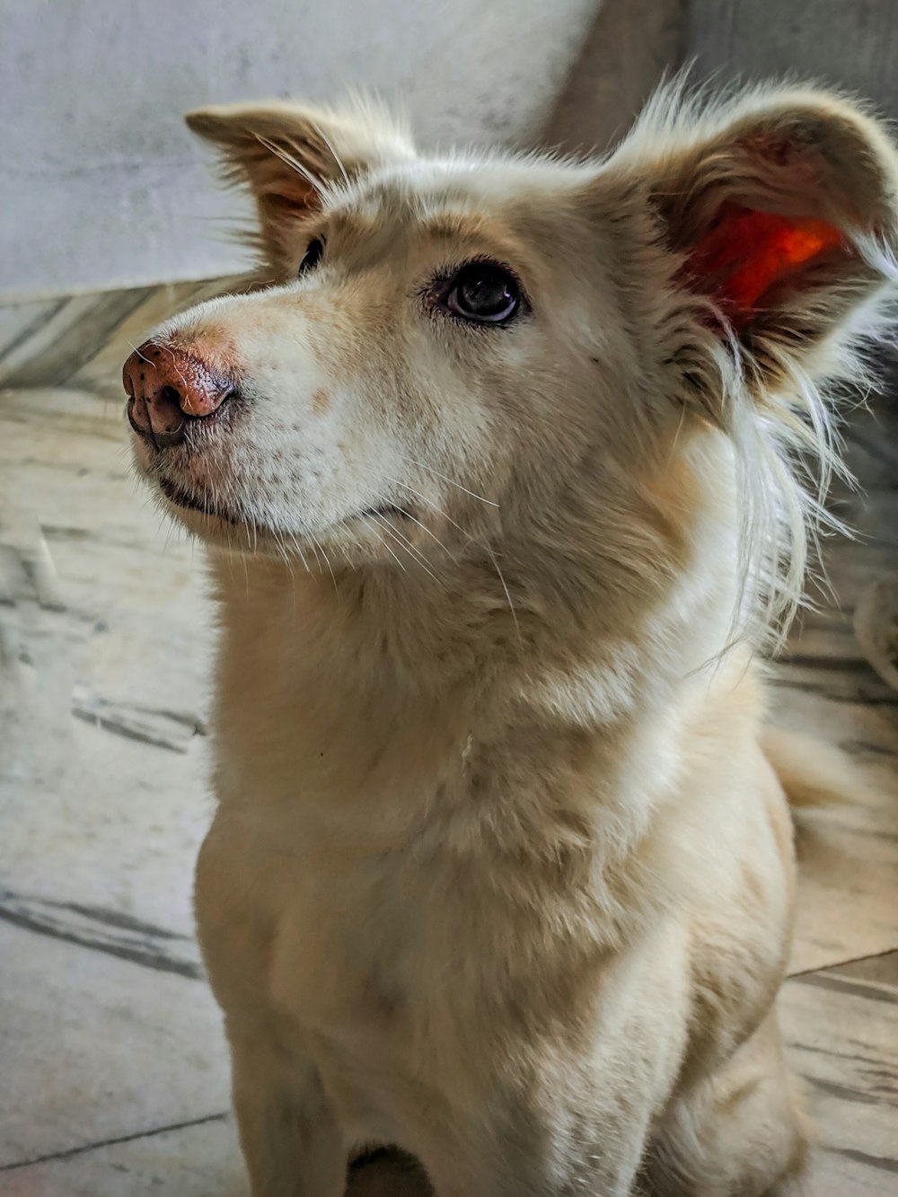 a close up of a dog on a tile floor