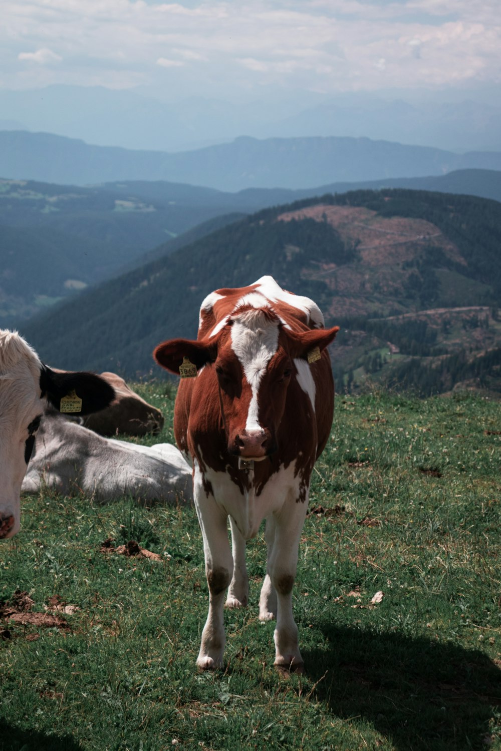 a brown and white cow standing on top of a grass covered field