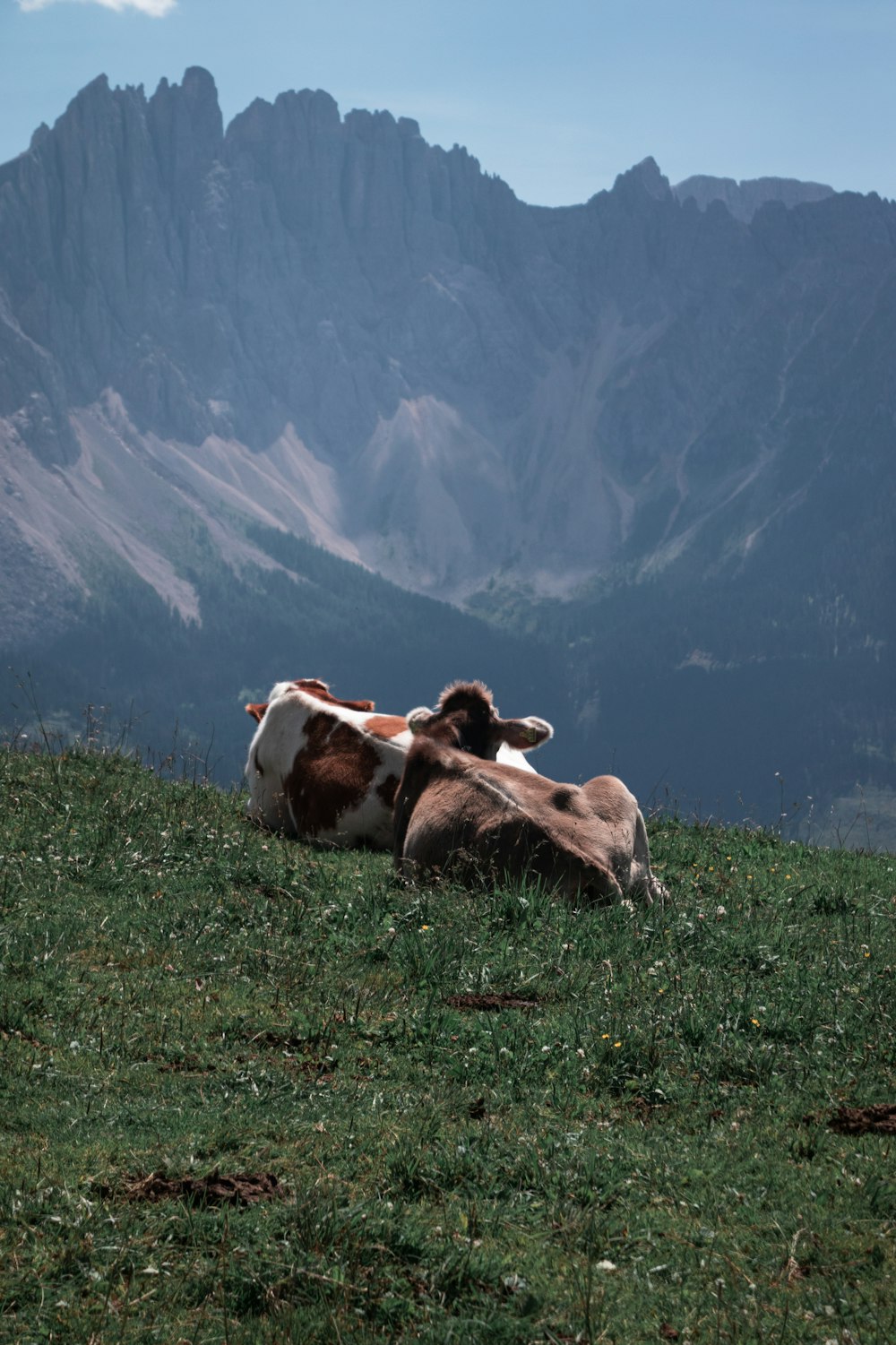 a couple of cows laying on top of a lush green field