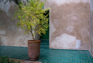 Jatropha marginata