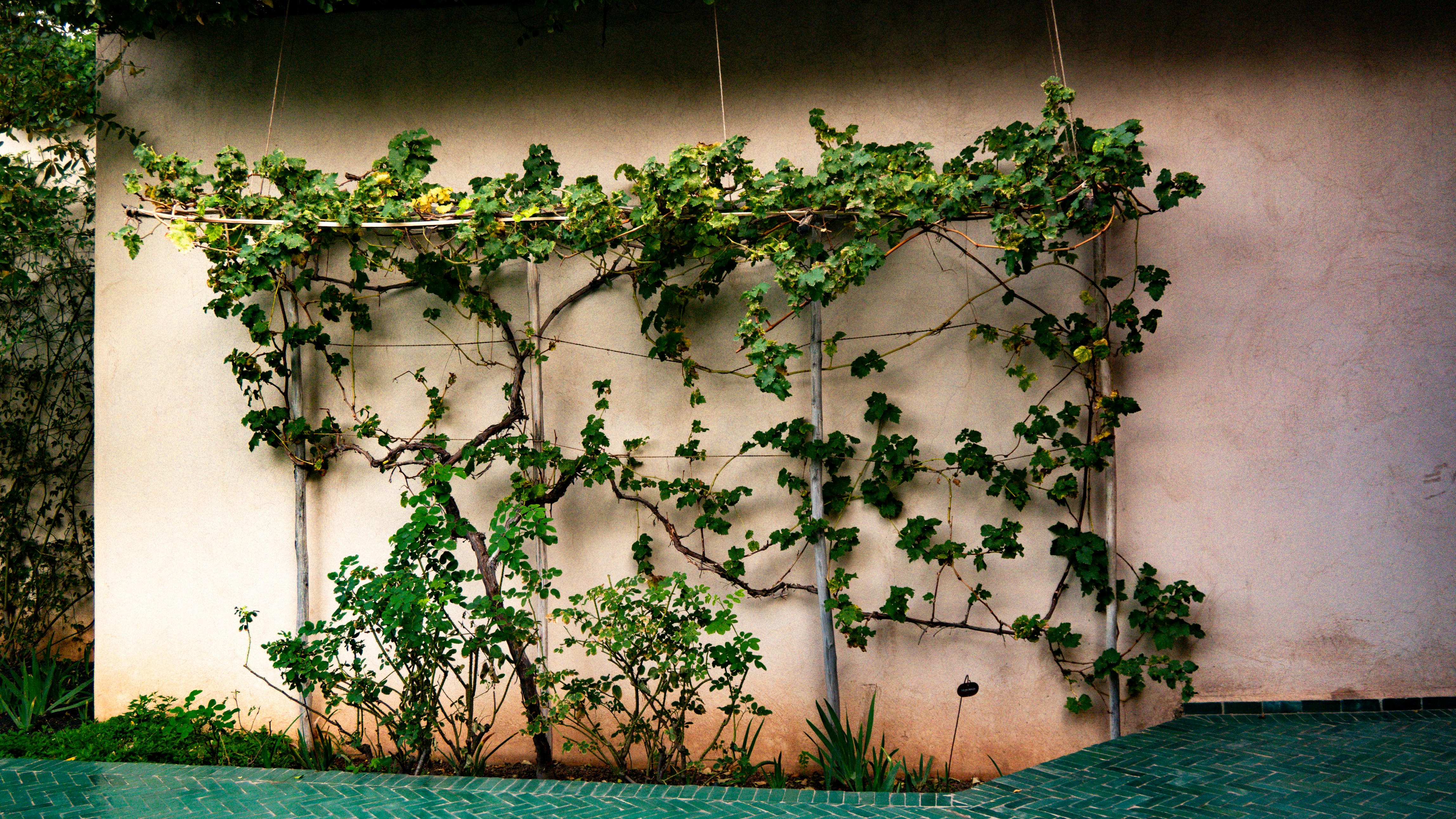 A wall covered in vines next to a pool
