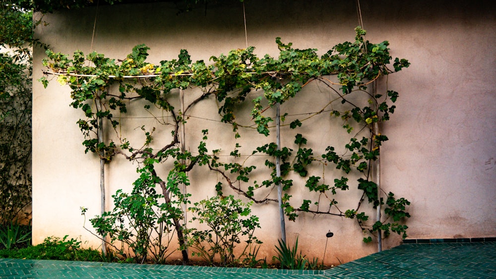 a wall covered in vines next to a pool