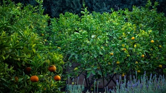 A lush grove filled with green citrus trees bearing ripe, vibrant oranges. Lavender plants can be observed at the bottom edge, adding a subtle contrast with their soft purple flowers. Dense foliage creates a robust, healthy appearance.