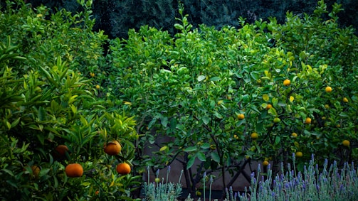 A vibrant citrus grove showcasing healthy trees and fruits.
