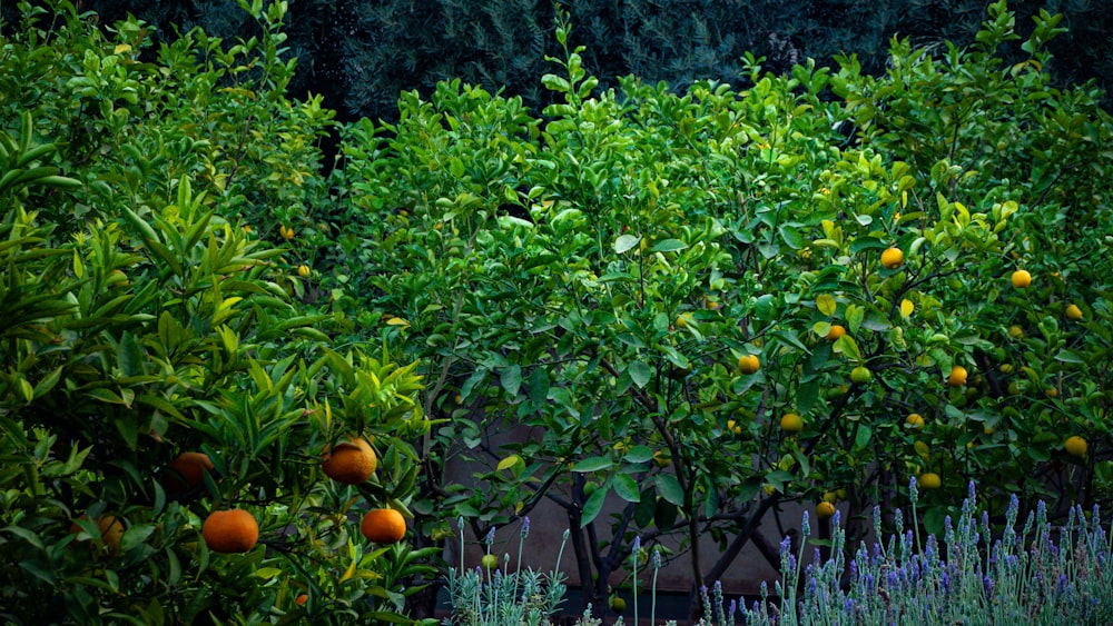 um jardim cheio de muitas laranjeiras