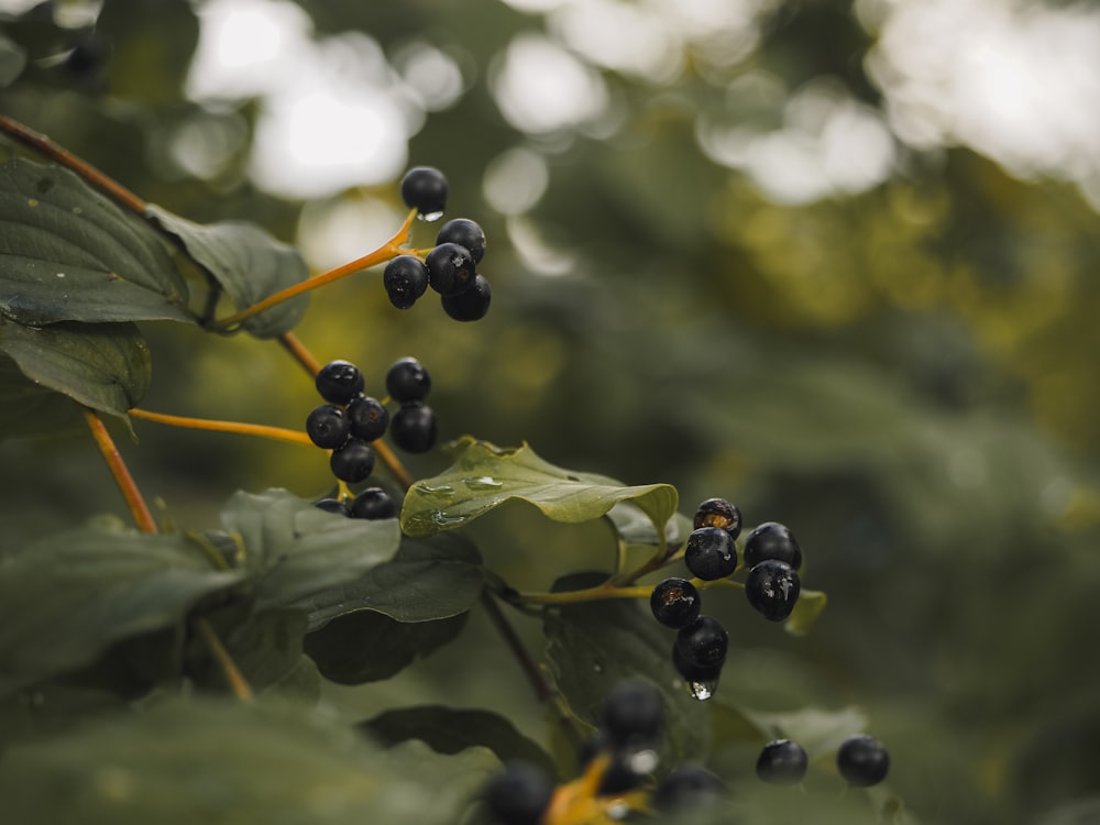 a bunch of black berries hanging from a tree