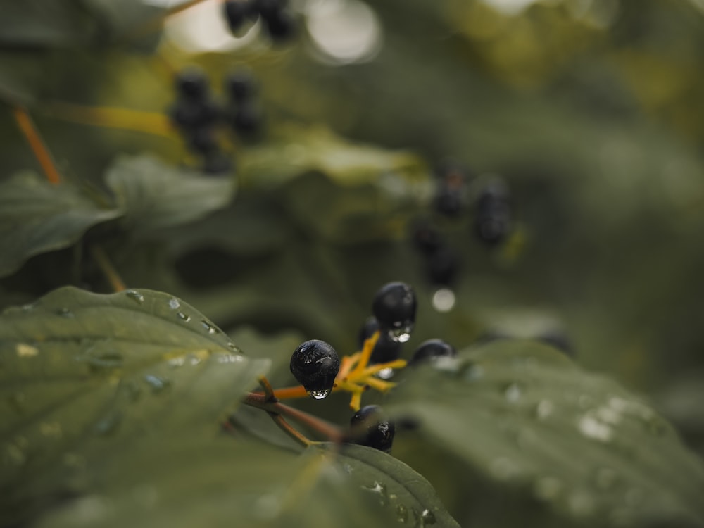 Nahaufnahme einiger schwarzer Beeren auf einer Pflanze