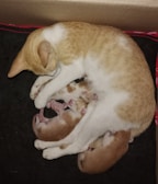 A mother cat is lying down, nursing her newborn kittens in a cozy setting. The kittens are small, with closed eyes, and snuggle close to their mother. The scene is soft and intimate, creating a sense of warmth and care.