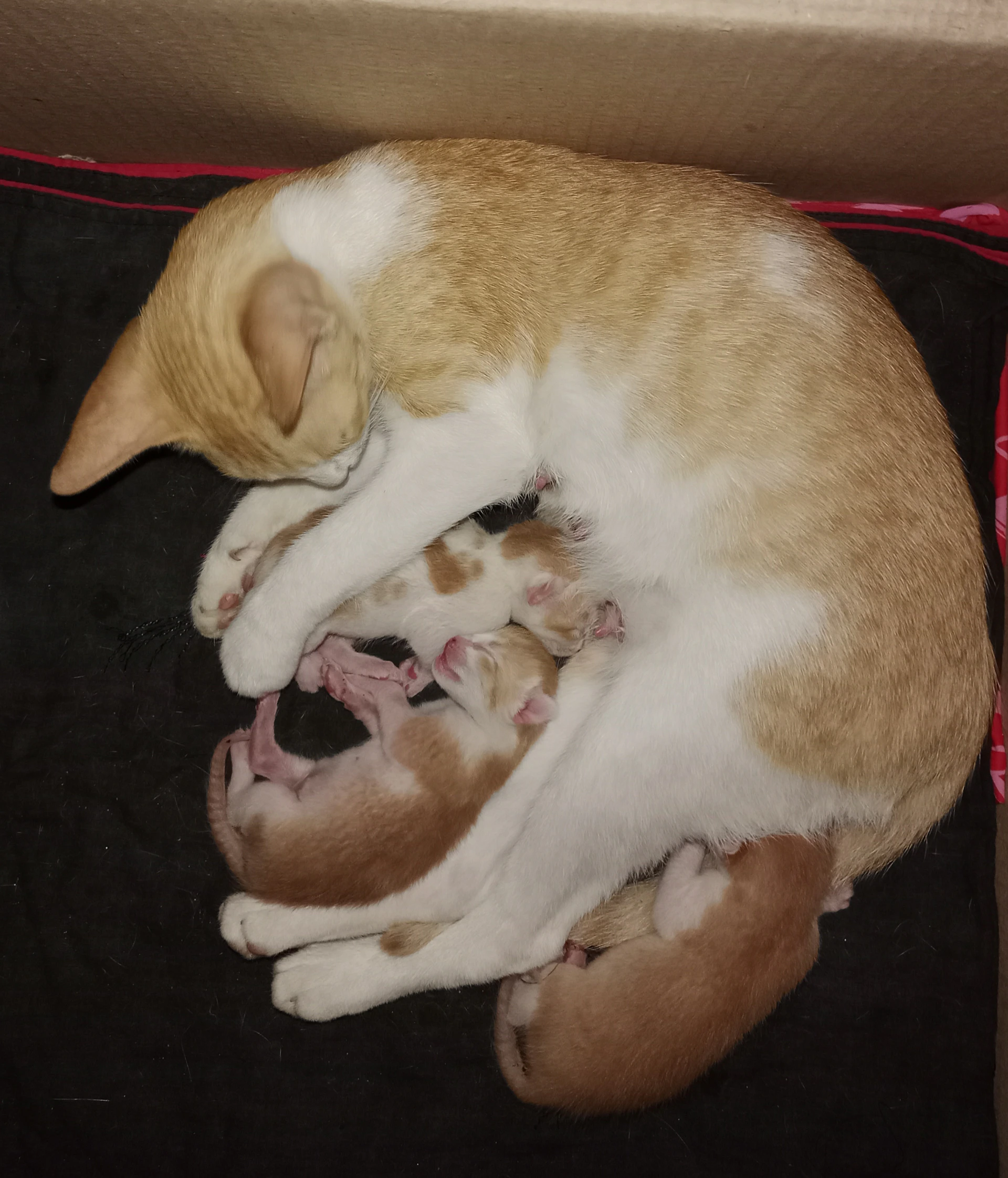 A cozy scene of a mother ragdoll cat curled protectively around her tiny kittens in a warm, inviting nest.