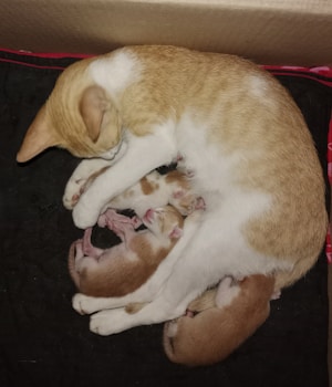 A mother cat is lying down, nursing her newborn kittens in a cozy setting. The kittens are small, with closed eyes, and snuggle close to their mother. The scene is soft and intimate, creating a sense of warmth and care.