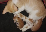 A cat is lying on a black surface with three small kittens close to her. The kittens are very young and appear to be nursing. The cat is light brown with a white underside, while the kittens have varying patterns of light brown and white fur.