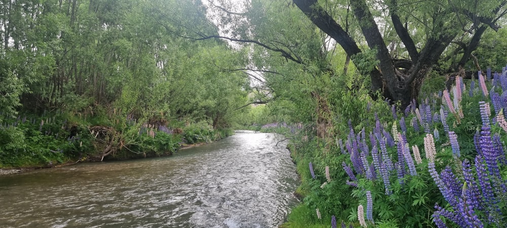 a river running through a lush green forest