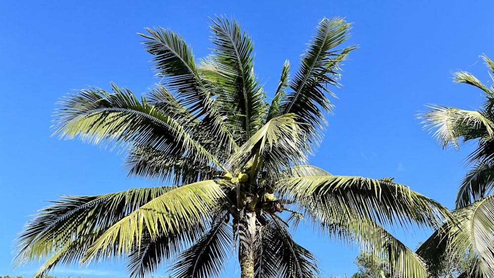 a group of palm trees against a blue sky