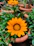 Close-up of a vibrant flower pot from Florena holding blooming daisies on a sunny patio.
