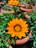 Close-up of a vibrant flower pot from Florena holding blooming daisies on a sunny patio.