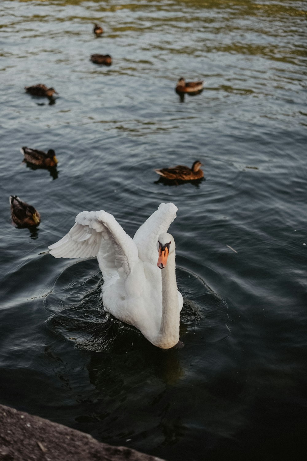 a white swan is swimming in the water