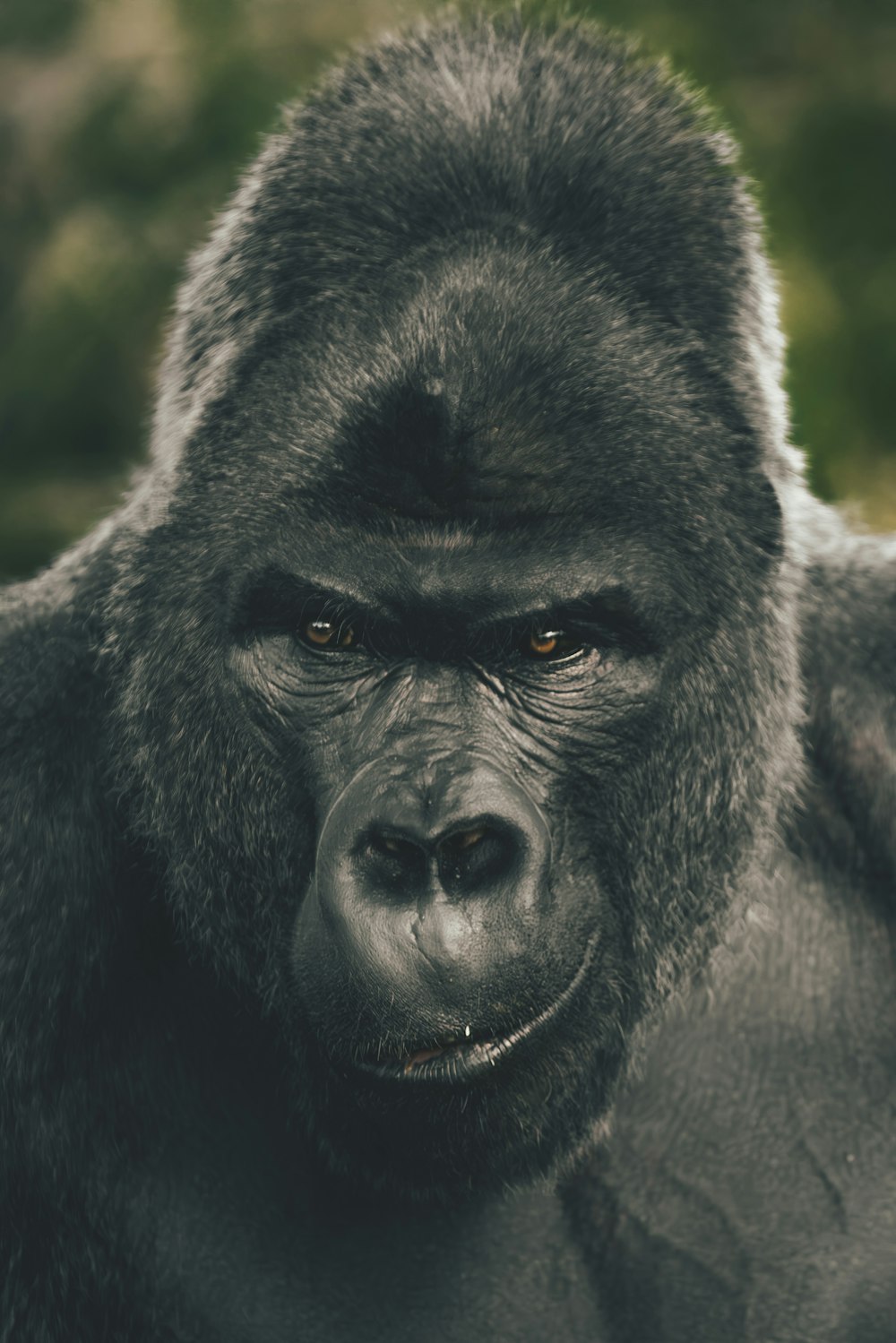 a close up of a gorilla looking at the camera