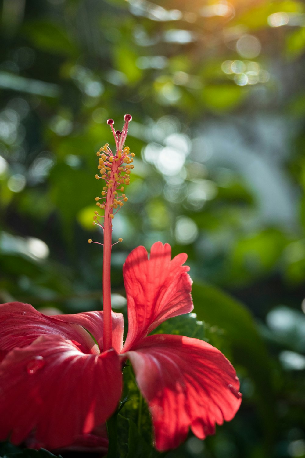 a red flower with green leaves in the background