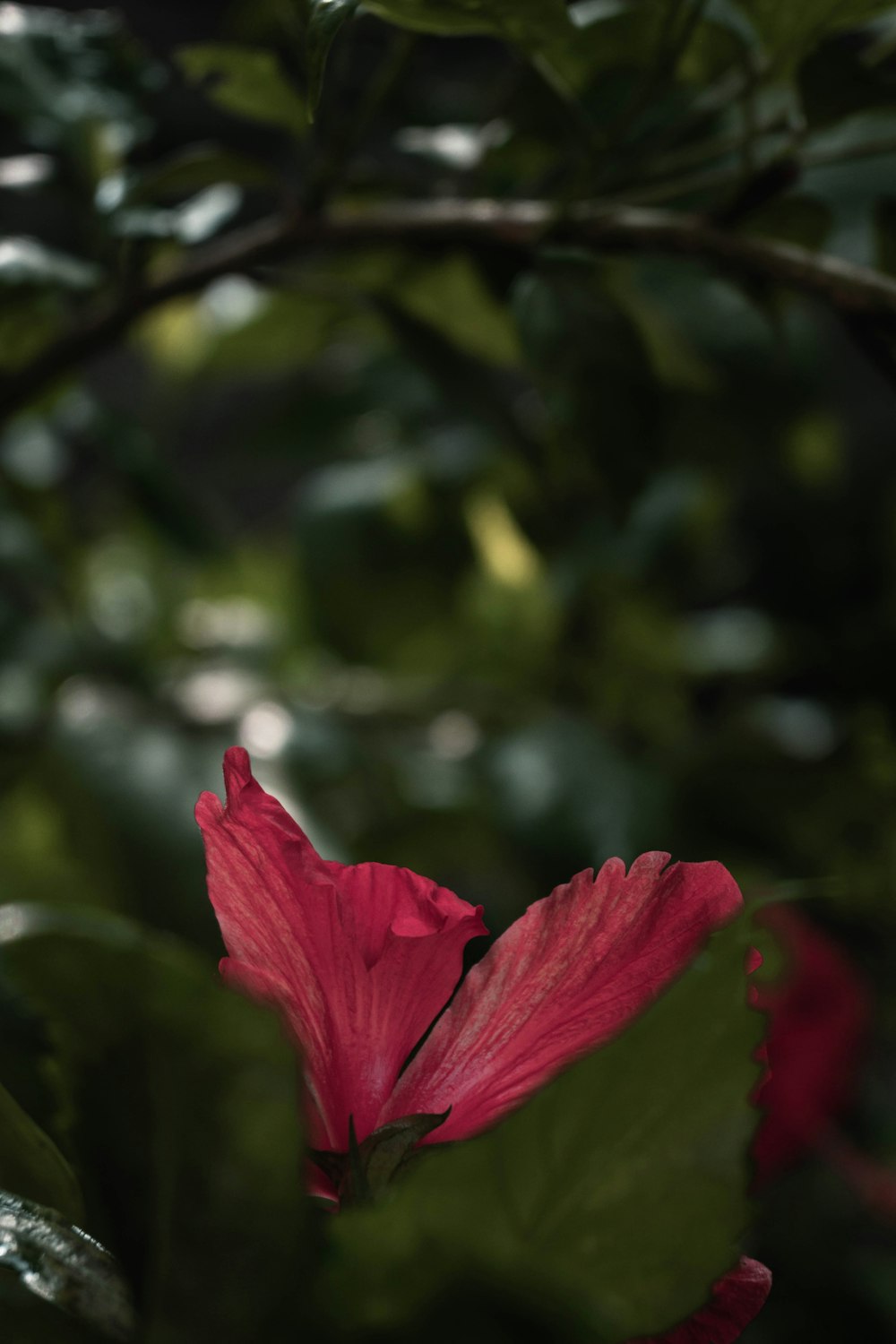 a red flower with green leaves in the background